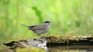 Attēlu rezultāti vaicājumam “Sylvia atricapilla male”