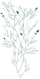 Attēlu rezultāti vaicājumam “Stuckenia pectinata”