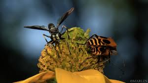 Attēlu rezultāti vaicājumam “Conopidae”