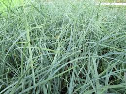 Attēlu rezultāti vaicājumam “Carex panicea flower”