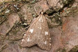 Attēlu rezultāti vaicājumam “Udea olivalis”