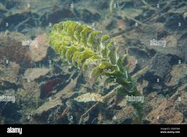 Attēlu rezultāti vaicājumam “Potamogeton perfoliatus flower”