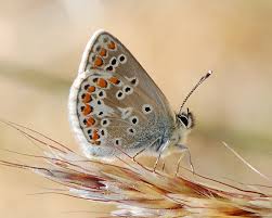 Attēlu rezultāti vaicājumam “Aricia artaxerxes”