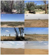 Attēlu rezultāti vaicājumam “Didymium crustaceum plasmodium”