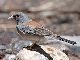 Image result for Junco hyemalis