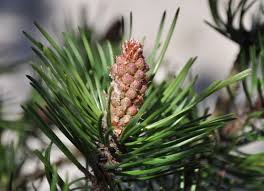 Attēlu rezultāti vaicājumam “Pinus mugo male flower”