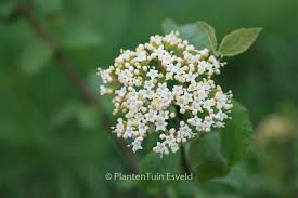Attēlu rezultāti vaicājumam “Viburnum lantana  flower”