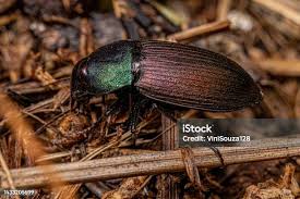 Attēlu rezultāti vaicājumam “Pterostichus oblongopunctatus”