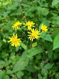 Attēlu rezultāti vaicājumam “Crepis paludosa”