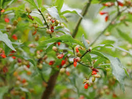 Attēlu rezultāti vaicājumam “Euonymus fruit”