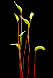 Attēlu rezultāti vaicājumam “Helodium blandowii sporophyte”