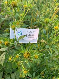 Attēlu rezultāti vaicājumam “Bidens frondosa fruit”