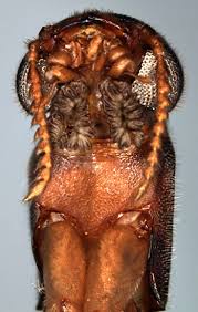 Attēlu rezultāti vaicājumam “Lymexylidae”