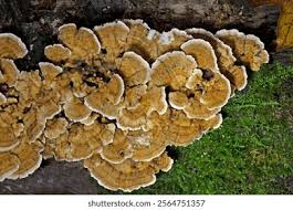 Attēlu rezultāti vaicājumam “Trametes ochracea”