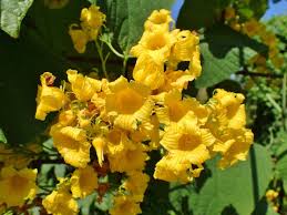 Attēlu rezultāti vaicājumam “Thladiantha dubia flower”