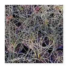 Attēlu rezultāti vaicājumam “Juncus inflexus bud”