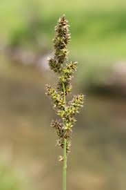 Attēlu rezultāti vaicājumam “Carex appropinquata”