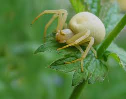 Image result for crab spider