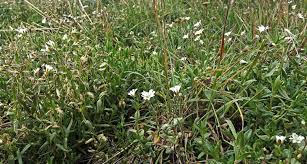 Attēlu rezultāti vaicājumam “Enteridium corticatum young”