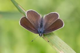 Attēlu rezultāti vaicājumam “Cyaniris semiargus male”
