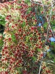 Attēlu rezultāti vaicājumam “Sphagnum russowii”