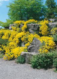 Image result for Alyssum saxatile