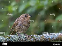 Attēlu rezultāti vaicājumam “Erithacus rubecula juvenile”