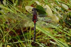 Attēlu rezultāti vaicājumam “Leucorrhinia”