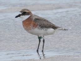 Image result for Charadrius mongolus