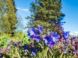 Attēlu rezultāti vaicājumam “Pulmonaria angustifolia leaf”