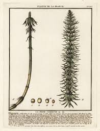 Attēlu rezultāti vaicājumam “Hippuris vulgaris”