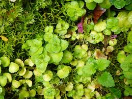 Attēlu rezultāti vaicājumam “Chrysosplenium alternifolium bud”