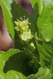Attēlu rezultāti vaicājumam “Mercurialis perennis bud”