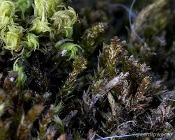 Attēlu rezultāti vaicājumam “Platygyrium repens”