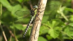 Attēlu rezultāti vaicājumam “Brachytron pratense”