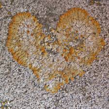 Attēlu rezultāti vaicājumam “Licea pusilla”