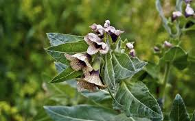 Attēlu rezultāti vaicājumam “Hyoscyamus niger fruit”