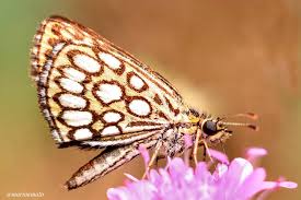 Attēlu rezultāti vaicājumam “Heteropterus morpheus”