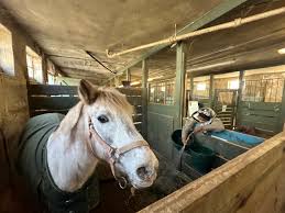 Image result for Carman Stables