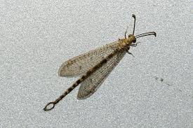 Attēlu rezultāti vaicājumam “Megaloptera”