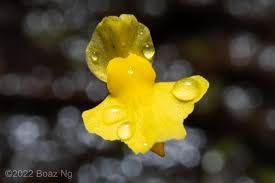Image result for Utricularia