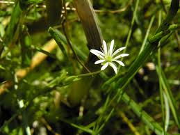 Attēlu rezultāti vaicājumam “Stellaria crassifolia”