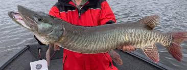 Image result for Esox masquinongy