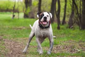 Image result for Bulldogs Power and strength