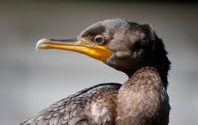 Image result for Phalacrocorax auritus