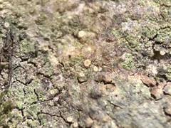 Attēlu rezultāti vaicājumam “Arthonia byssacea”