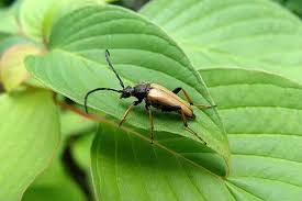 Attēlu rezultāti vaicājumam “Leptura rubra”