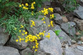 Attēlu rezultāti vaicājumam “Alyssum gmelinii”