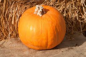 Image result for Kürbis