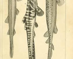 Image result for Poroderma pantherinum